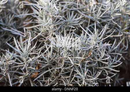 Curry plant, Helichrysum italicum, a silver-leaved herb Stock Photo