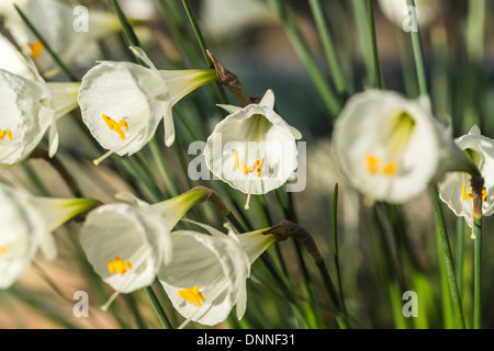 Small, white hooped petticoat narcissus, 'Silver Palace', RHS Gardens, Wisley, Surrey, UK Stock Photo