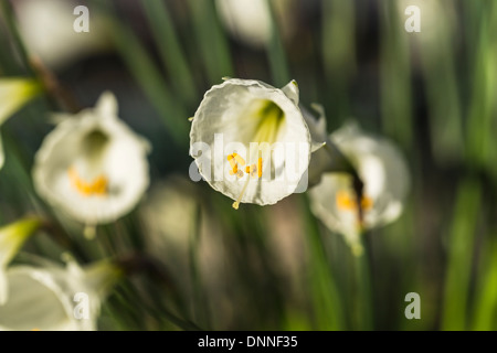 Small, white hooped petticoat narcissus, 'Silver Palace', RHS Gardens, Wisley, Surrey, UK in springtime Stock Photo