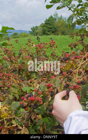 A hand reaching out to pick blackberries from a bush heavily laden with berries in the mountains of NC Stock Photo