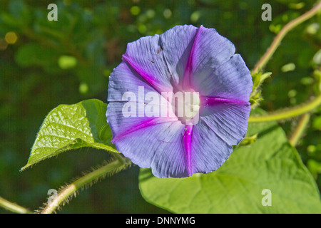Close up of a colorful, purple and majenta morning glory flower in summer Stock Photo