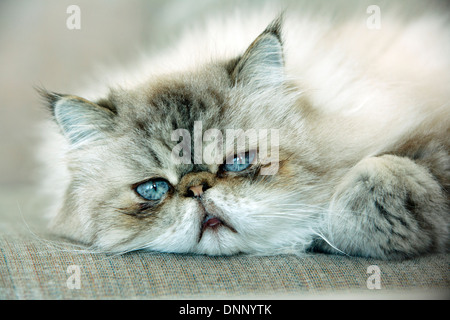 Himalayan Cat Stock Photo