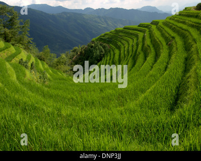 The Longsheng Rice Terraces (Lóngshèng Tītián) or Dragon's Backbone Rice Terraces, located in Longsheng County, about 100 km fro Stock Photo