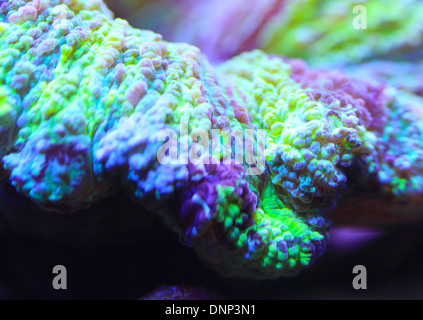 Marine Fish and Corals Stock Photo