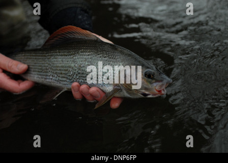 Greyling Fishing, (Thymallus thymallus). Stock Photo