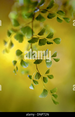 Maidenhair fern Stock Photo