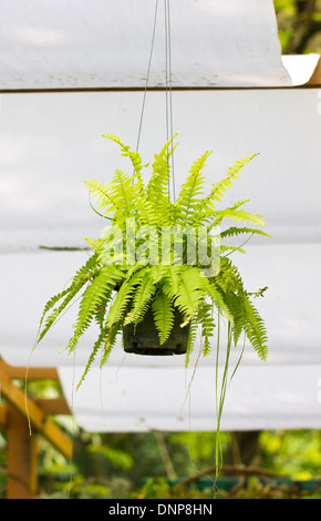 Fern.A potted plant (Nephrolepis exaltata). Stock Photo