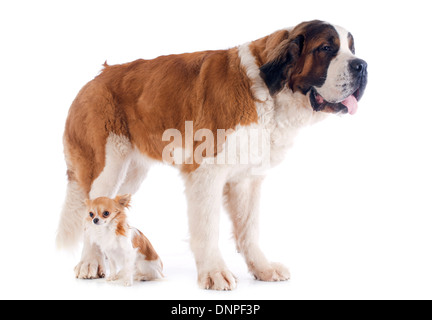 portrait of a purebred Saint Bernard and chihuahua in a studio Stock Photo