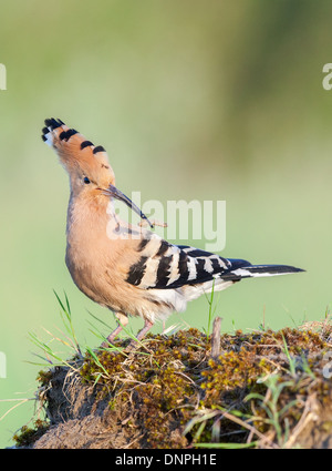 A hoopoe (Upapa epops) with a freshly caught caterpillar Stock Photo