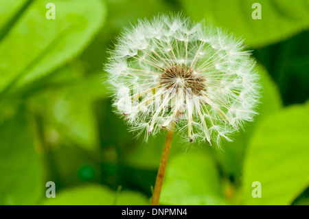blooming dandelion at Spring time Stock Photo
