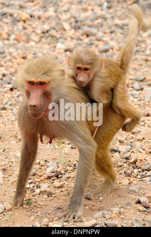 Hamadryas baboon female carrying her baby, Djibouti, Horn of Africa. Stock Photo