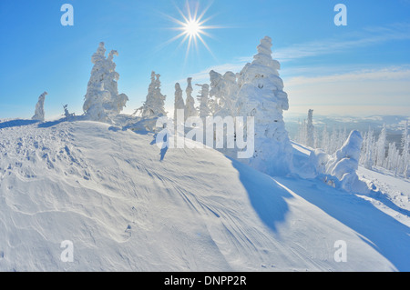 Snow Covered Conifer Trees with Sun in the Winter, Grafenau, Lusen, National Park Bavarian Forest, Bavaria, Germany Stock Photo