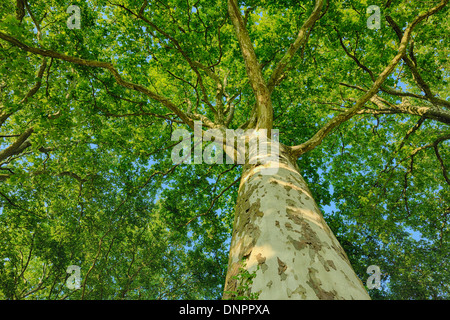 Plane Tree (Platanus) seen from below. Loir-et-Cher, Loire Valley, France. Stock Photo