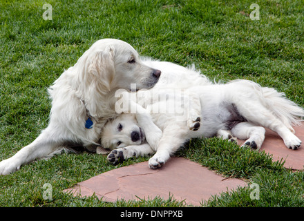 Adult Platinum colored Golden Retriever playing with puppy (13 weeks). Stock Photo