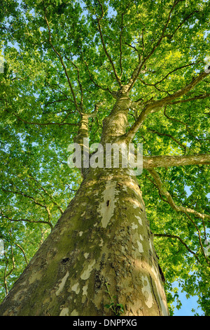 Plane Tree (Platanus) seen from below. Loir-et-Cher, Loire Valley, France. Stock Photo