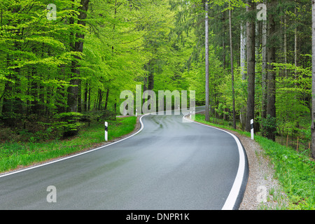 Winding road through forest in spring with lush green foliage. Bavaria, Germany. Stock Photo