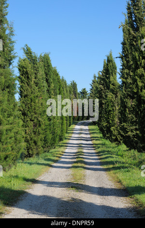 Rural dirt path lined with Cypress Trees (Cupressus sempervirens). Pienza, Siena district, Tuscany, Toscana, Italy. Stock Photo