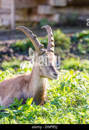 Young Alpine Ibex (Capra ibex) buck sitting in a mountain meadow Stock Photo