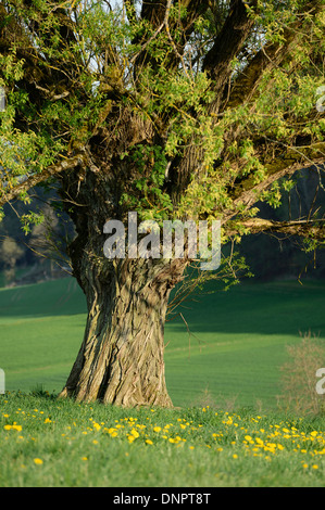 Crack Willow (Salix fragilis) in Meadow in Spring, Upper Palatinate, Bavaria, Germany Stock Photo