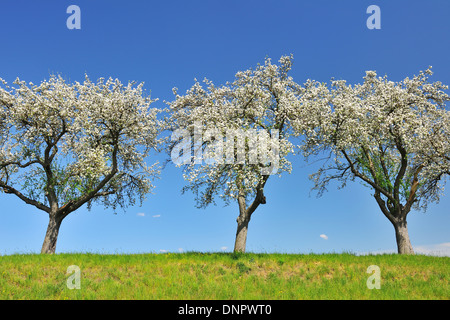 Blossoming Apple Trees in Spring, Monchberg, Spessart, Bavaria, Germany Stock Photo