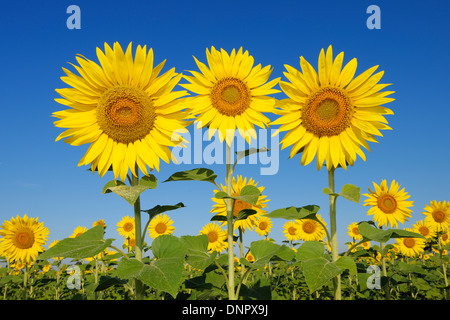 Common Sunflowers (Helianthus annuus) against Clear Blue Sky, Tuscany, Italy Stock Photo