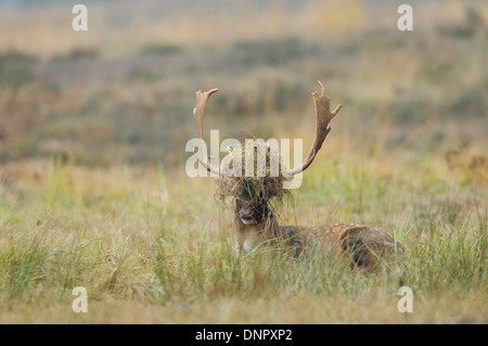 Male Fallow Deer (Cervus dama) with Grass in Antlers, Hesse, Germany Stock Photo