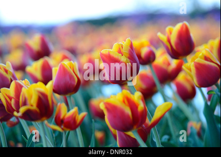 Close-up of Tulips (Tulipa) in Spring, Styria, Austria Stock Photo