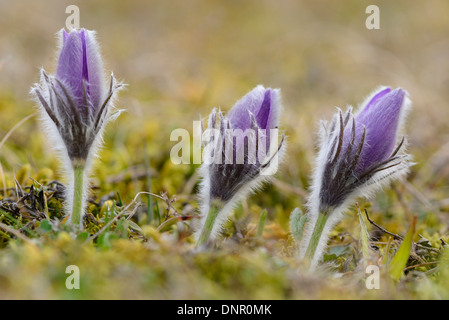 Close-up of pasque flower (Pulsatilla vulgaris) blossoms in a meadow in spring, Bavaria, Germany. Stock Photo