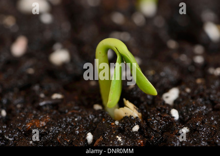 Close-up of a Sunflower (Helianthus annuus) seedling in soil in spring, Upper Palatinate, Bavaria, Germany. Stock Photo