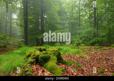 Mossy Tree Trunk and Beech forest (Fagus sylvatica) in early morning mist, Spessart, Bavaria, Germany, Europe Stock Photo