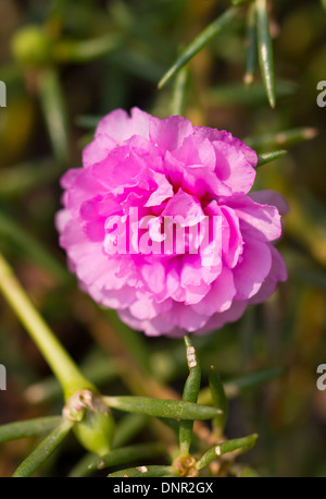 Pink common Purslane flower. Stock Photo