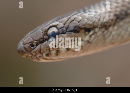 Smooth Snake (Coronella austriaca) on an English heath Stock Photo