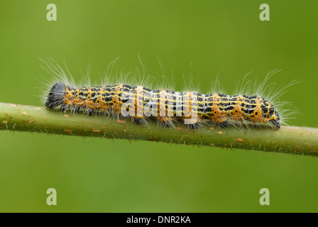 Buff-tip Moth caterpillar (Phalera bucephala) Stock Photo
