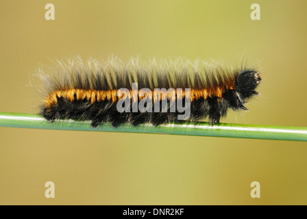 Fox Moth Caterpillar (Macrothylacia rubi) Stock Photo