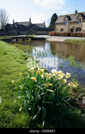 Daffodil's growing on the river bank in the Cotswold village of Lower Slaughter, Gloucestershire, England. Stock Photo