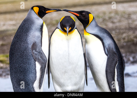 Two King Penguins form an arch for a third King Penguin Stock Photo