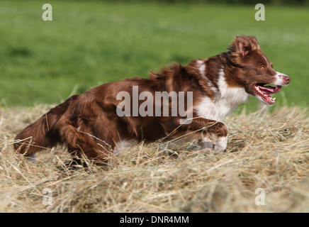 Dog Border Collie  /  adult (red and white) running in the straw Stock Photo