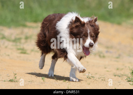 Dog Border Collie  /  adult (red and white) running on the ground Stock Photo