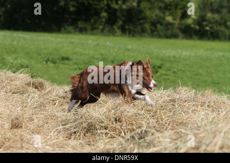 Dog Border Collie  /  adult (red and white) running in the straw Stock Photo