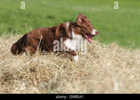 Dog Border Collie  /  adult (red and white) running in a field Stock Photo