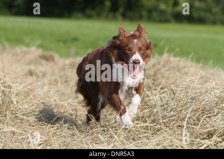 Dog Border Collie  /  adult (red and white) running in a field Stock Photo