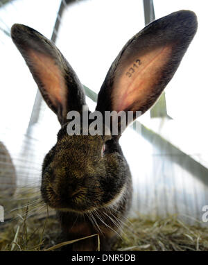Giant rabbit, Germany Stock Photo - Alamy