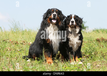 Dog Bernese Mountain Dog   two adults sitting in a meadow Stock Photo