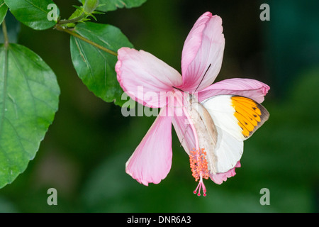 A Great Orange Tip butterfly feeding Stock Photo
