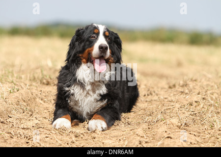 Dog Bernese Mountain Dog   adult lying in a field Stock Photo