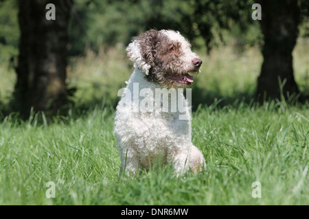 Dog Perro de Agua Espanol / Spanish Water Dog  adult sitting in garden Stock Photo