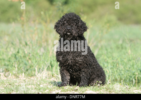 Dog Perro de Agua Espanol / Spanish Water Dog  adult sitting in a meadow Stock Photo