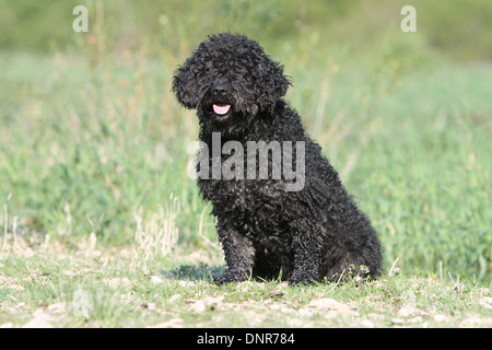 Dog Perro de Agua Espanol / Spanish Water Dog  adult sitting in a meadow Stock Photo