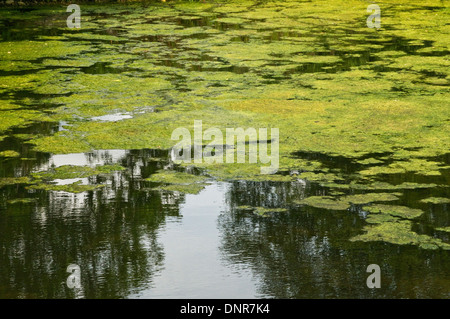 Algae polluted water Stock Photo