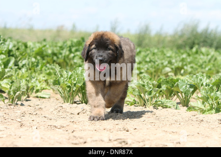 Dog Leonberger /  puppy walking in a field Stock Photo